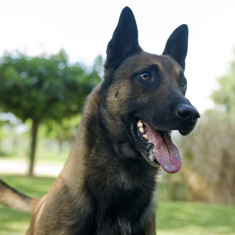Malinois For Sale